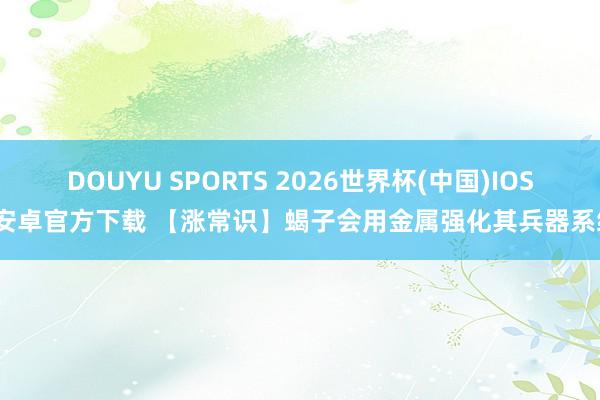 DOUYU SPORTS 2026世界杯(中国)IOS/安卓官方下载 【涨常识】蝎子会用金属强化其兵器系统